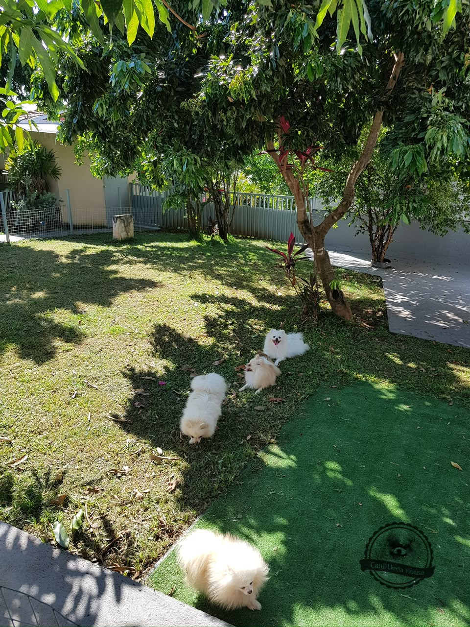 Cães descansando na área gramada da Ueda House
