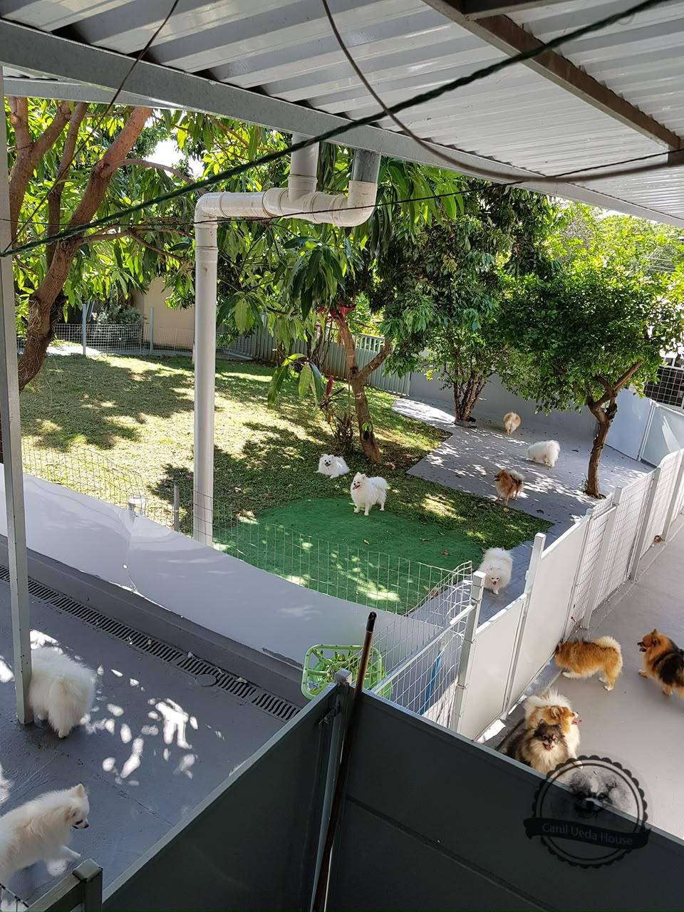 Cães brincando na área gramada da Ueda House