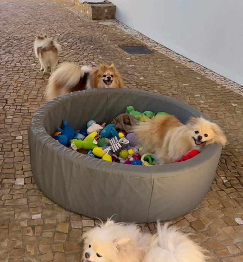 Cães da Ueda House brincando durante a hospedagem