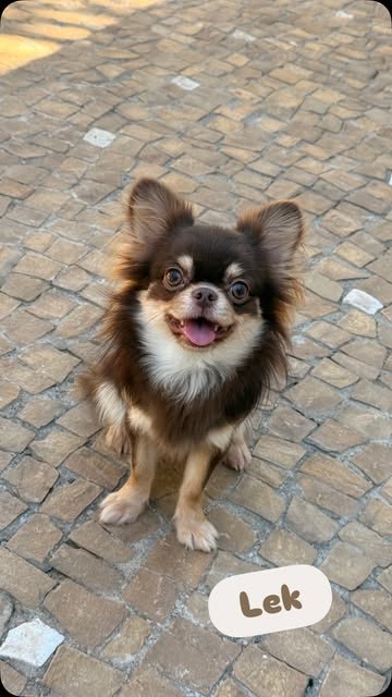 Chihuahua de pelo longo da Ueda House